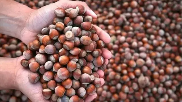 Trade Ministry launches inspection in hazelnut market