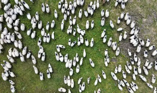 TÜDKİYEB assesses rise in small ruminant livestock numbers