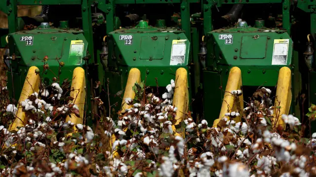 First early cotton harvest in Adana begins: 40 lira per kilogram