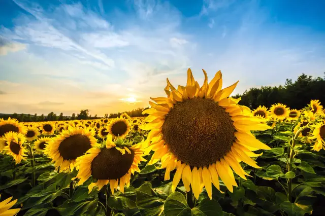 Trakya Birlik sets advance purchase price for sunflower at 37,000 lira per ton
