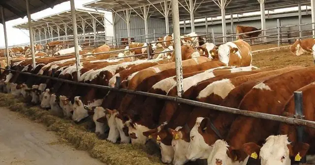 480,000 male cattle to be imported next year