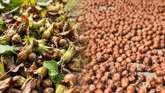 Gap between state grain board price and free market price for hazelnuts under debate